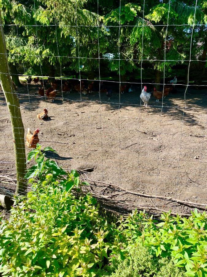 Agroturystyka Nad Jeziorem Silickim Ilinscy Silice Ngoại thất bức ảnh